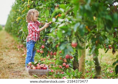 Adorable preschooler girl in red and white shirt picking red ripe organic apples in orchard or on farm on a fall day. Outdoor autumn activities for kids