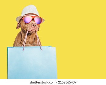 Adorable, Pretty Brown Puppy And Shopping Bag. Closeup, Indoors. Studio Shot. Congratulations For Family, Loved Ones, Friends And Colleagues. Pets Care Concept