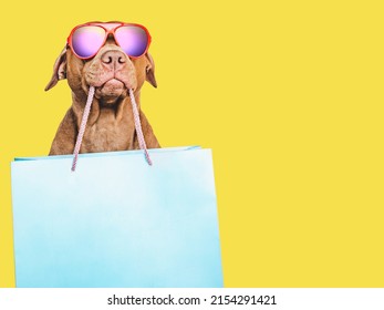 Adorable, pretty brown puppy and shopping bag. Closeup, indoors. Studio shot. Congratulations for family, loved ones, friends and colleagues. Pets care concept