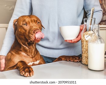 Adorable, pretty puppy and handsome man preparing a healthy breakfast. Closeup, indoors. Day light, studio photo. Concept of care pet and healthy, delicious food - Powered by Shutterstock