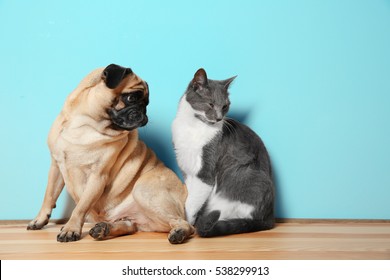 Shadowclan's Harekit Adorable-pug-cute-cat-sitting-260nw-538299913