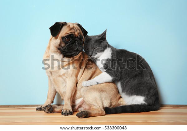 可愛いパグと可愛い猫が床に座っている の写真素材 今すぐ編集