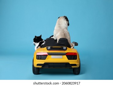 Adorable Pug Dog And Cat In Toy Car On Light Blue Background, Back View