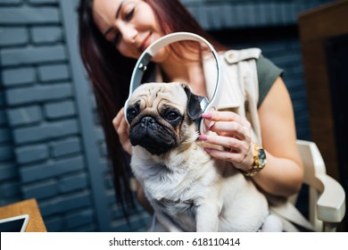 Adorable pug dog listening to music with his owner in cafe bar. Selective focus on dog.