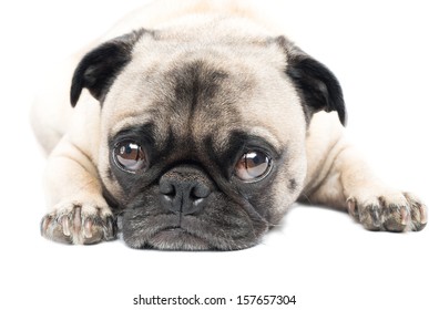 94,003 Cute pug Images, Stock Photos & Vectors | Shutterstock