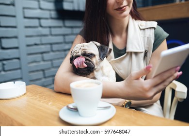 Adorable pug dog sitting in his owner's lap in cafe bar. Selective focus on dog. - Powered by Shutterstock