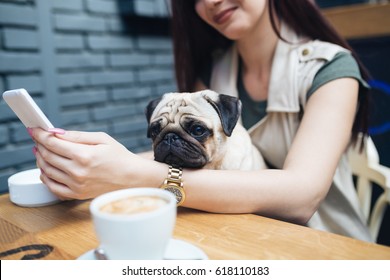 Adorable pug dog sitting in his owner's lap in cafe bar. Selective focus on dog. - Powered by Shutterstock