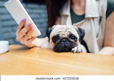 Adorable pug dog sitting in his owner's lap in cafe bar and sleeping. Selective focus on dog.  - Powered by Shutterstock