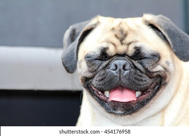Pug Smile Images, Stock Photos 