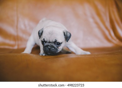 adorable pug puppies - Shutterstock ID 498223723