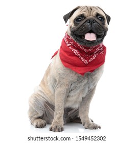 adorable pug wearing red bandana and sticking out tongue, panting and sitting isolated on white background, full body