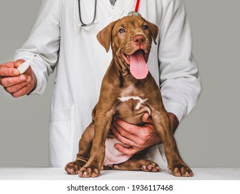 Adorable Puppy Of Chocolate Color At The Reception At The Vet Doctor. Close-up, Isolated Background. Studio Photo. Concept Of Care, Education, Obedience Training And Raising Of Pets