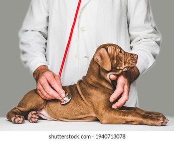 Adorable Puppy Of Chocolate Color At The Reception At The Vet Doctor. Close-up, Isolated Background. Studio Photo. Concept Of Care, Education, Obedience Training And Raising Of Pets