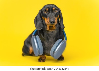 Adorable puppy dachshund is wearing big blue headphones around his neck to listen to music or a podcast and enjoy. Dog in noise cancelling headphones, yellow background.