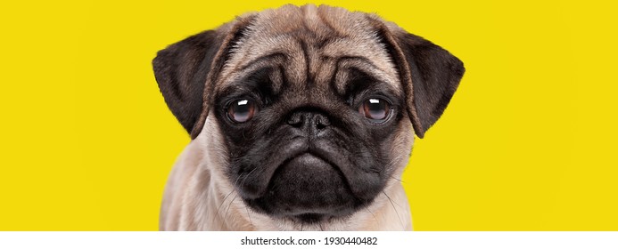 Adorable Puppy Dog Pug Breed With Sad And Serious Face On Bright Yellow Background