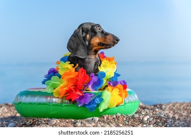 Adorable Puppy In Hawaiian Lei Sits On Inflatable Ring, Looks To Side Thoughtfully. Cute Small Dog Sitting On Pebble Beach Against Backdrop Of Sea, Blue Sky Wearing A Bright Tropical Flower Necklace