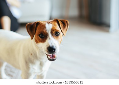 Adorable puppy Jack Russell Terrier at home, looking at the camera.   Portrait of a little dog. - Shutterstock ID 1833555811