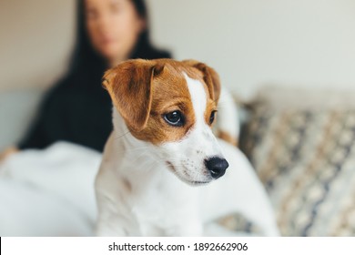 Sad Puppy Images Stock Photos Vectors Shutterstock