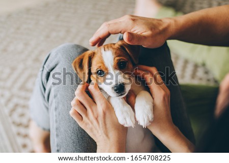 Adorable puppy Jack Russell Terrier in the owner's hands. Portrait of a little dog. 