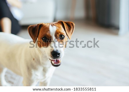 Adorable puppy Jack Russell Terrier at home, looking at the camera.   Portrait of a little dog.