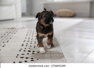 Adorable Puppy Near Wet Spot On Carpet Indoors