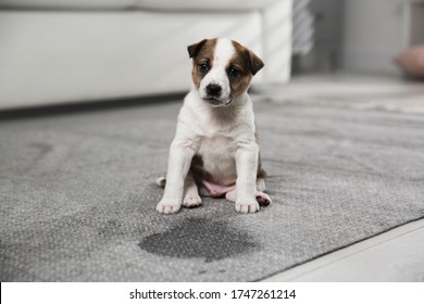 Adorable puppy near wet spot on carpet indoors