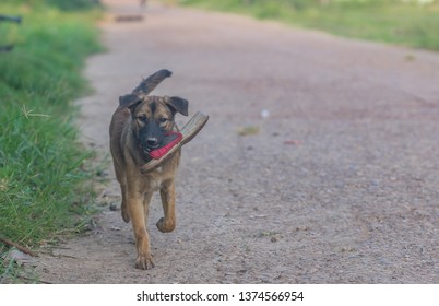 An Adorable Puppy Playing With A Shoe.