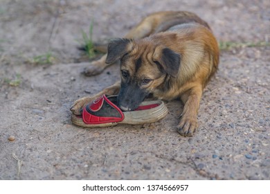 An Adorable Puppy Playing With A Shoe.