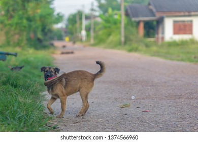 An Adorable Puppy Playing With A Shoe.