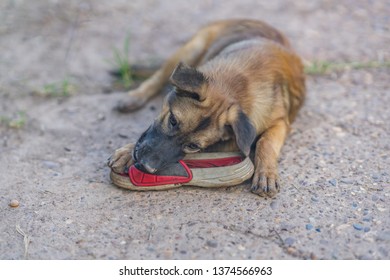 An Adorable Puppy Playing With A Shoe.