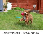 Adorable puppy- Wilson the Cavapoo