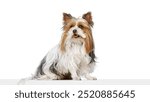 Adorable purebred Biewer Yorkshire Terrier, small, fluffy dog calmly sitting and looking at the camera with tongue out isolated on white background. Concept of animal theme, pet care, grooming, vet