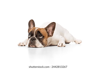 Adorable purebred dog, French bulldog lying on floor and looking upwards isolated on white studio background. Concept of animals, domestic pet, care, vet, health, companion - Powered by Shutterstock