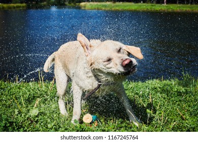Adorable purebred dog standing on grass and shaking off water from fur after swimming in lake on sunny day