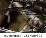 An Adorable Pygmy Nuthatch Perched in a Tree