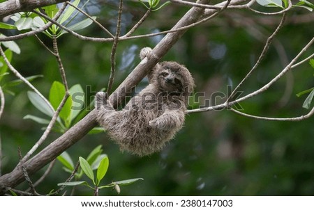 The adorable pygmy three-toed sloth, with its untamed hairstyle and friendly demeanor, is a rare find indeed. 