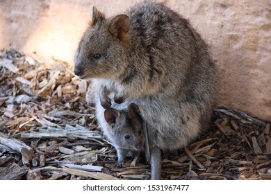 An Adorable Quokka Mother With Its Baby