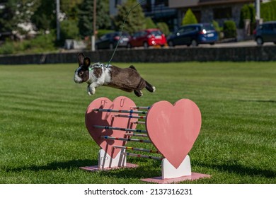 Adorable Rabbit Bunny Jumping Over The Obstacles During Bunny Race, Green Background, Pet Photography, Kaninhop, Bunny Hop, Rabbit Hop, Symbol Of New Year 2023, Copy Space