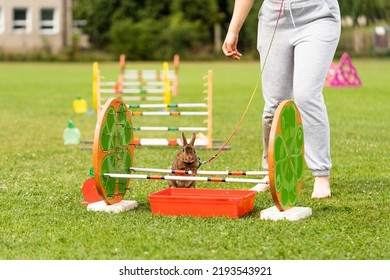 Adorable Rabbit Bunny Jumping Over The Obstacles During Bunny Race, Green Background, Pet Photography, Bunny Hop, Kaninhop, Symbol Of New Year 2023, Copy Space, Easter Concept