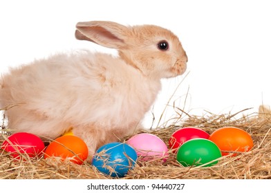 Adorable rabbit and Easter eggs on white background - Powered by Shutterstock