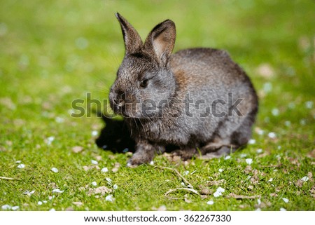 Similar – Mr. Rabbit Animal Pelt Zoo