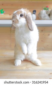 Adorable Rabbit Standing with 2 feet on a wooden table, Holland Lop Pure Breed, Selective Focus