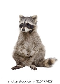 Adorable raccoon sitting isolated on white background 