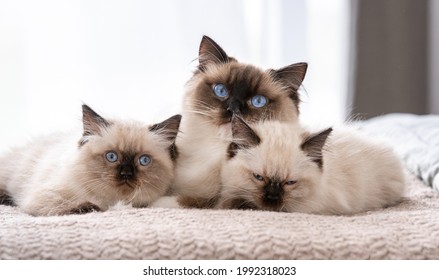 Adorable ragdoll cat with beautiful blue eyes lying in the bed with two sleeping kittens. Feline family at home. Mother pet and her kitty children together