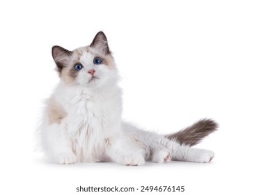 Adorable Ragdoll cat kitten laying down side ways. Looking curious towards camera. Isolated on a white background. - Powered by Shutterstock