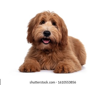 Adorable red / abricot Labradoodle dog puppy, laying down facing front, looking towards camera with shiny dark eyes. Isolated on white background. Mouth open showing pink tongue. - Shutterstock ID 1610553856