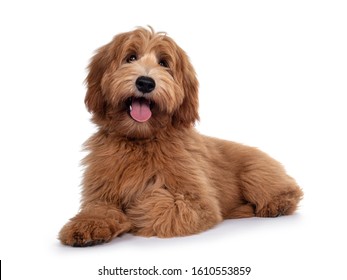 Adorable red / abricot Labradoodle dog puppy, laying down side ways, looking towards camera with shiny dark eyes. Isolated on white background. Mouth open showing pink tongue. - Shutterstock ID 1610553859
