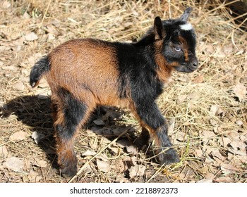 Adorable Red Buckskin Baby Goat