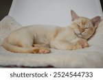 Adorable red Burmese kitten sleeping or resting sweetly on a soft pillow in a white bed indoors at home.