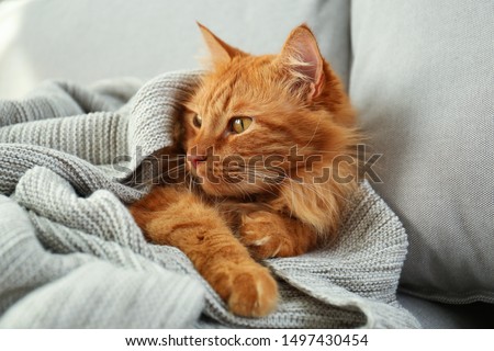 Adorable red cat under plaid on sofa at home. Cozy winter